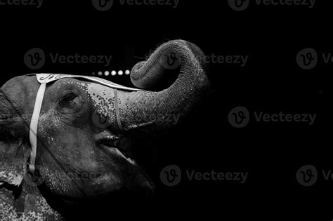 circus elephant show 20347322 Stock Photo at Vecteezy