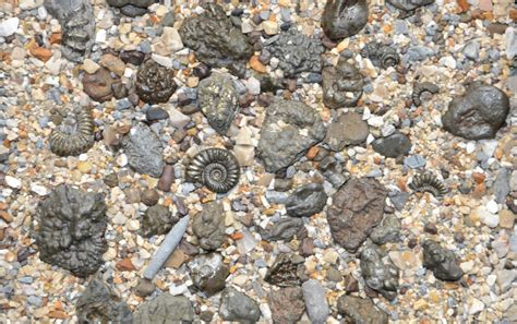 Charmouth fossils and fossil hunting on the jurassic coast – Artofit