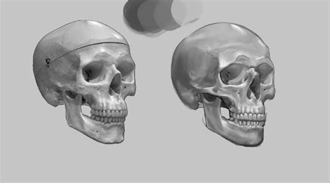 Skull Shading by codyawesome64 on DeviantArt