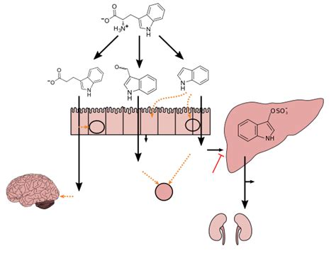 Lactobacillus - Wikipedia