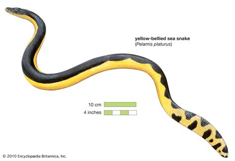 sea snake summary | Britannica