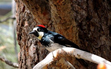 Acorn Woodpecker Wallpapers HD Download