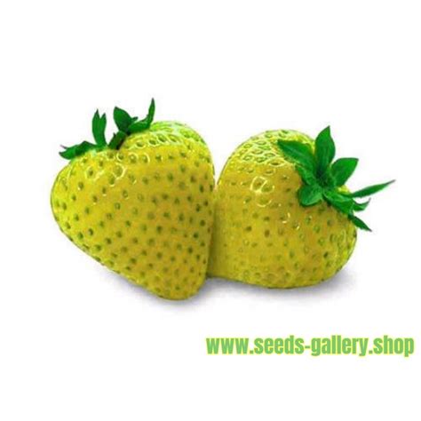 Strawberry Seeds Yellow Wonder - Price €1.50