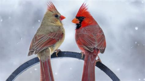 Male Vs Female Cardinals: What’s The Difference? - Birdwatching Buzz