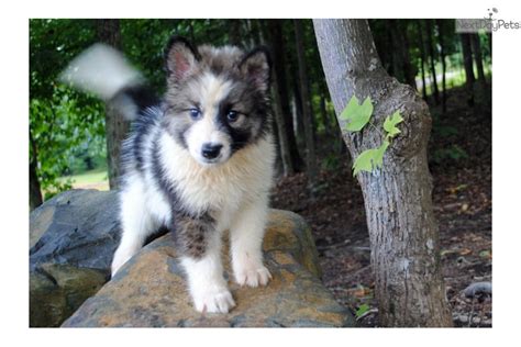 Wolf Hybrid Puppies Adoption : Wolf Puppies For Adoption - Even from a ...