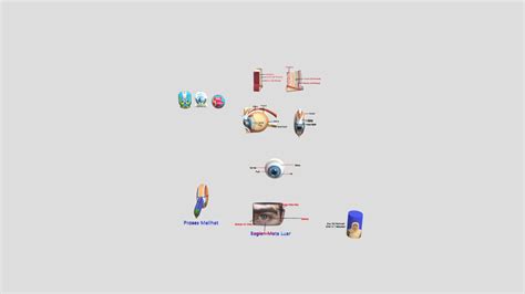 Bagian-Bagian Mata Manusia - 3D model by sitirohmah_biologi [dd75454 ...