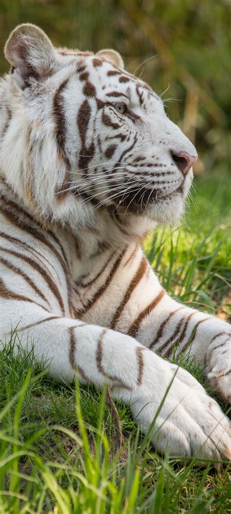 1080x2400 White Tiger 5k Google Pixel 7 ,HD 4k Wallpapers,Images ...