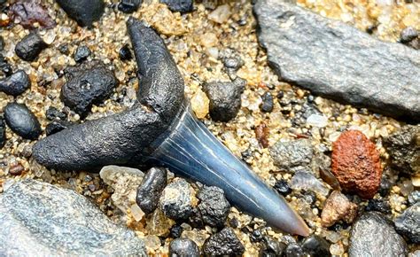 Shark Teeth Fossils