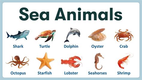 Sea Animals Pictures With Names