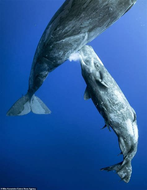 Stunning pictures show mother sperm whale feeding its calf by injecting ...