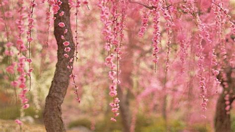 🔥 [130+] Cherry Blossom Desktop Wallpapers | WallpaperSafari