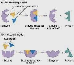 Enzim dan mekanisme kerja enzim - ILMU BIOLOGI