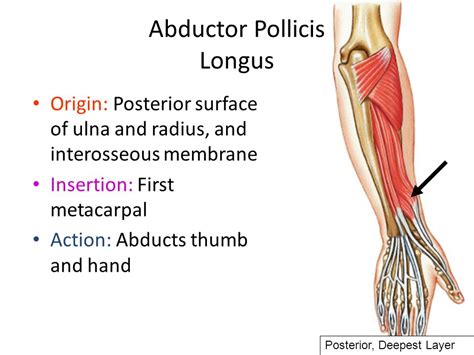 Abductor Pollicis Longus: Origin, Insertion, Nerve Supply & - DaftSex HD