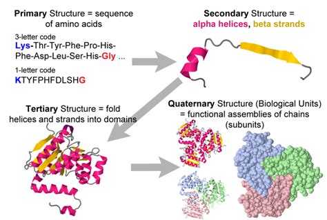 Four levels of protein structure - Proteopedia, life in 3D