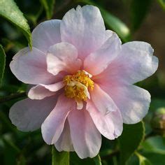 Camellia hybrid 'Winter's Toughie' (U.S., 2009) Flowery, Botanical ...