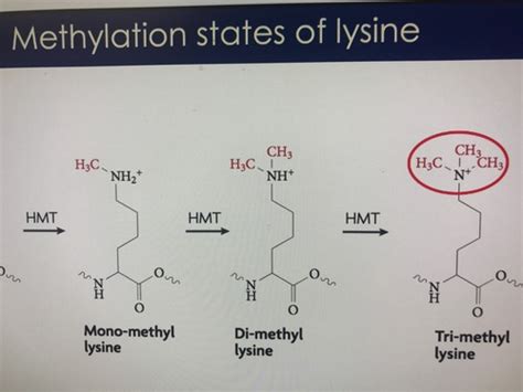 Histone methylation Flashcards | Quizlet