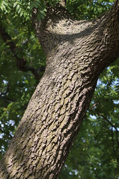 Black Walnut Trees (U.S. National Park Service)