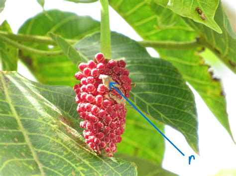 The strange flowers of Sandbox Tree - Bird Ecology Study Group