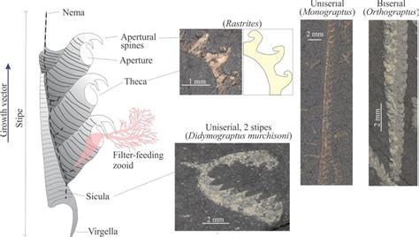 Graptolite morphology for sedimentologists - Geological Digressions