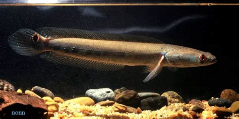 Channa marulius – Bullseye Snakehead (Ophicephalus marulius ...