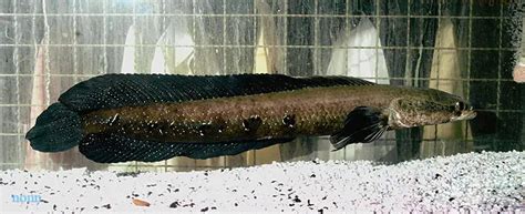 Channa marulius – Bullseye Snakehead (Ophicephalus marulius ...