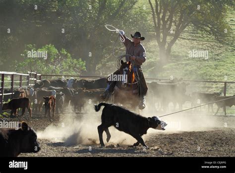 Livestock - Cowboys roping calves during branding operations on a ...