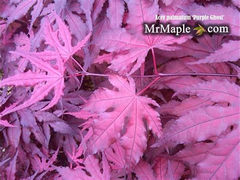 Buy Acer palmatum 'Purple Ghost' Japanese Maple — Mr Maple │ Buy ...