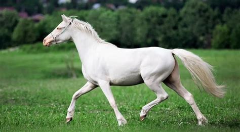 9 Common White Horse Breeds (With Photos) - Horsey Hooves