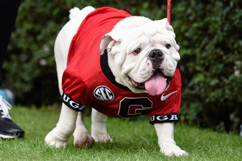 New mascot Uga X makes his debut for Georgia Saturday night