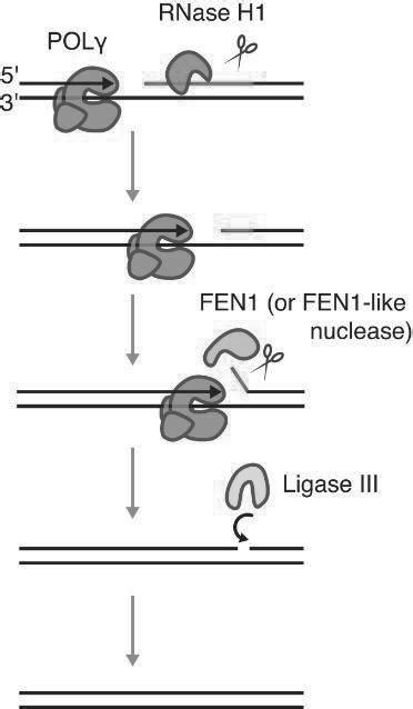 The model of primer removal at OriL. The RNA primer (red line) is ...