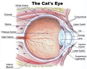 Cats’ Eye Colors Explained - Cat Tales