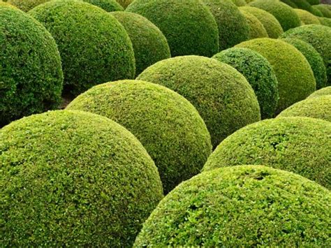 14 Small Evergreen Shrubs - Bushes for a Tiny Garden | Deer resistant ...