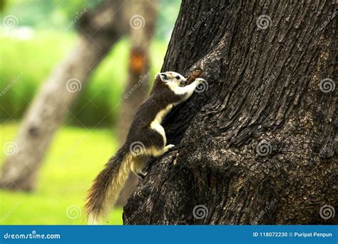 The Squirrels are Climbing on High Trees Stock Photo - Image of ...