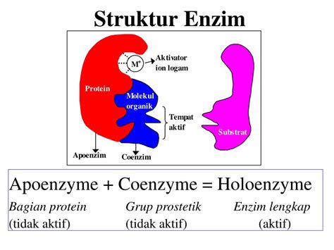 PPT - Struktur Enzim PowerPoint Presentation, free download - ID:3354460