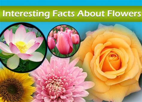 Interesting Facts About Flowers | Did You Know Science - Part 2