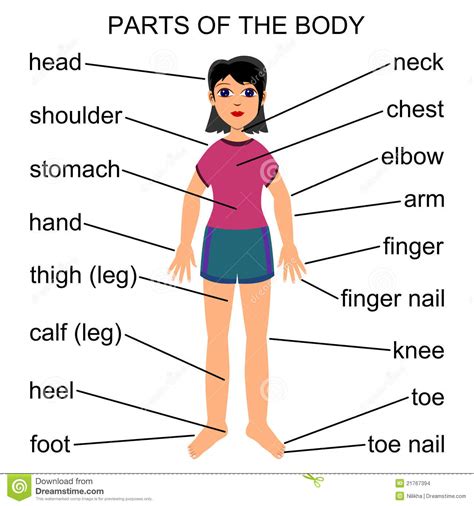 Science Body Parts