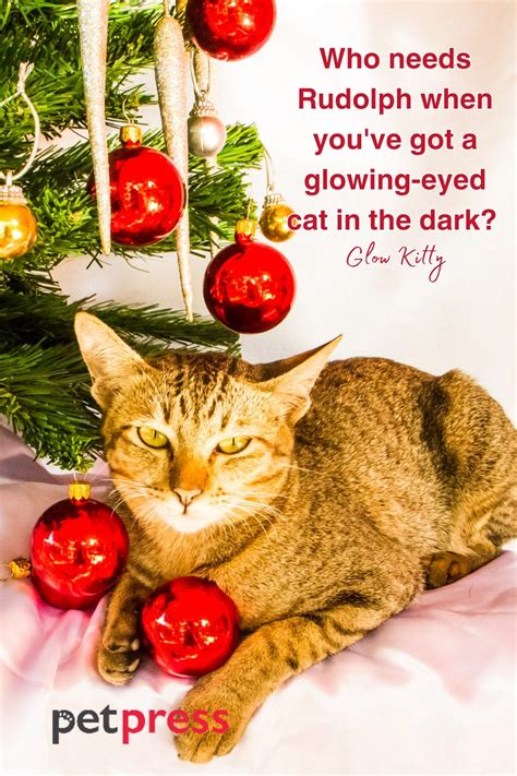 85 Funny Christmas Cat Quotes to Crack You Up This Holiday