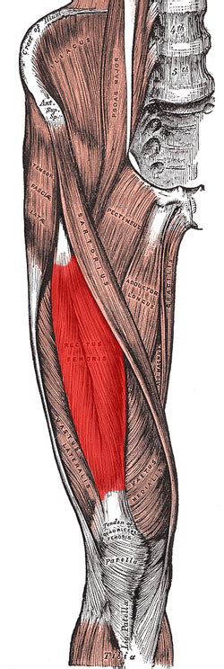 Rectus femoris muscle - Wikipedia