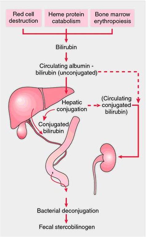 Pictures Of Liver – BilirubinHealthiack