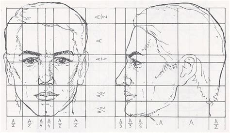 Drawing the human head in proportion | Drawing the human head, Human head, Human figure drawing