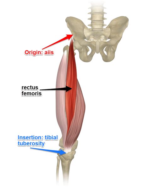 The Rectus Femoris Muscle - Its Attachments and Actions