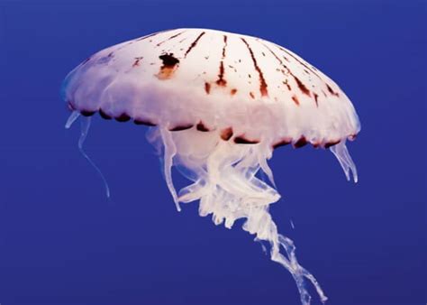 Jellyfish Sting? BEST Treatment Tips! How to get rid of the Sting!