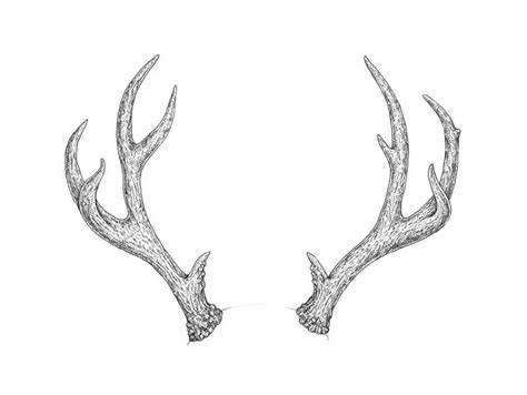 How to Draw Antlers Step by Step