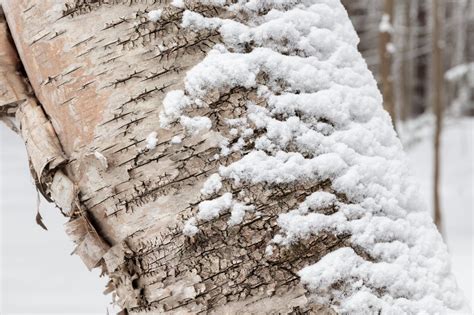 Birch Tree Closeup and Snow - Duncan.co