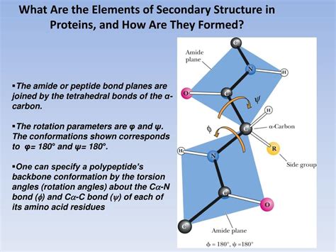 PPT - Secondary Protein Structure PowerPoint Presentation, free ...