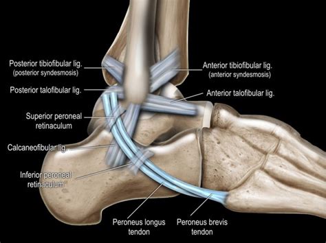 Deltoid Ligament Ankle Mri | Hot Sex Picture