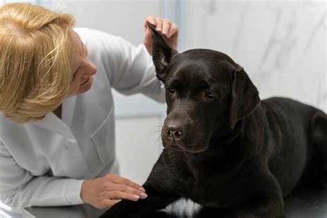 Amlodipine gingival hyperplasia dog