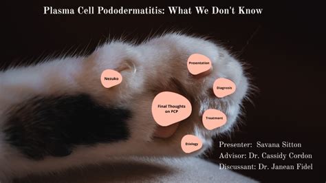 Plasma Cell Pododermatitis: What We Don't Know by Savana Sitton on Prezi