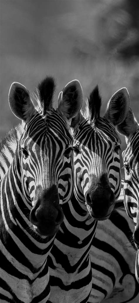 A herd of zebras - PixaHive