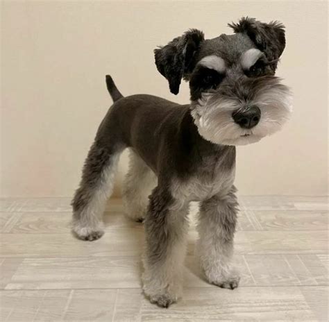 23 Adorable Miniature Schnauzer Haircuts